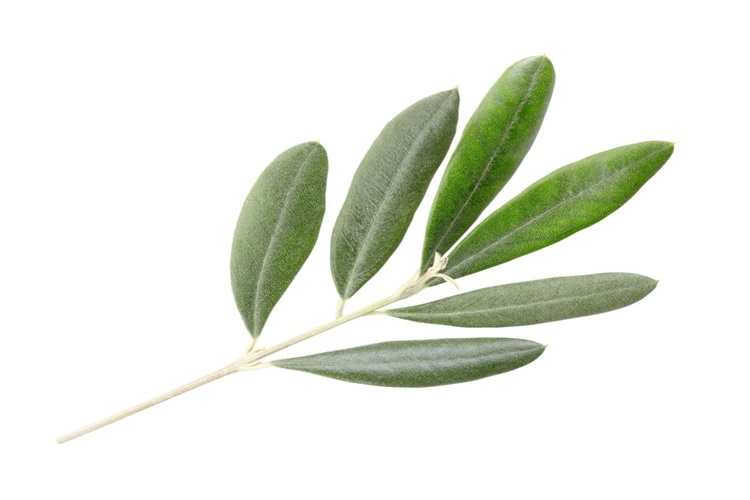 Zeytin Yaprağı Nasıl Demlenir?