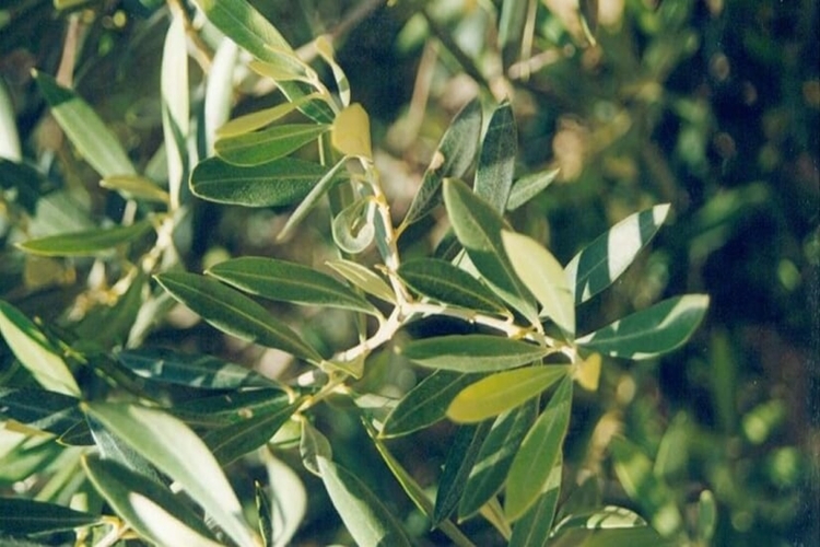 Zeytin Yaprağı Nasıl Toplanır?