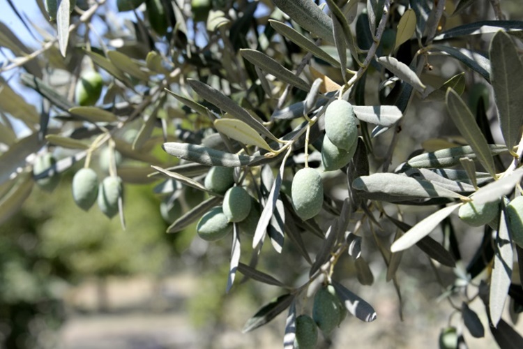 Zeytin Yaprakları Ne Zaman Toplanır?