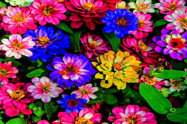 Zinnia Tohumu Nasıl Ekilir?